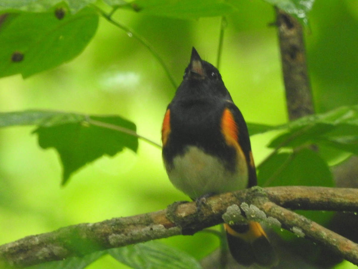 American Redstart - Jeffrey Gammon