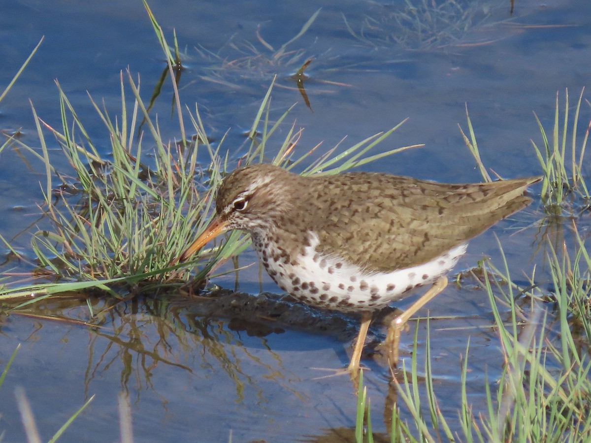 Spotted Sandpiper - raylene wall