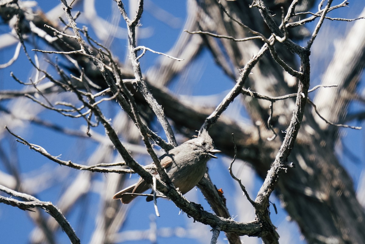 Juniper Titmouse - Christophe Rouleau-Desrochers