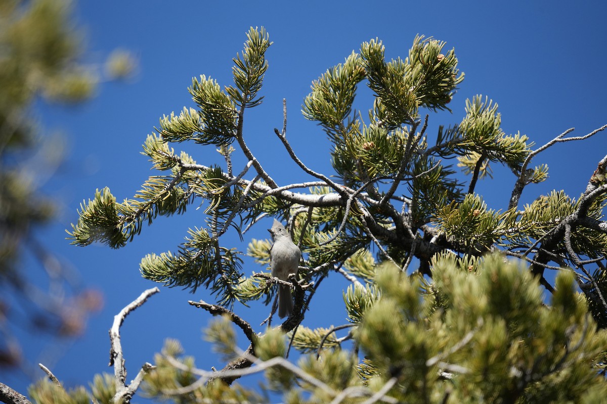 Juniper Titmouse - Christophe Rouleau-Desrochers