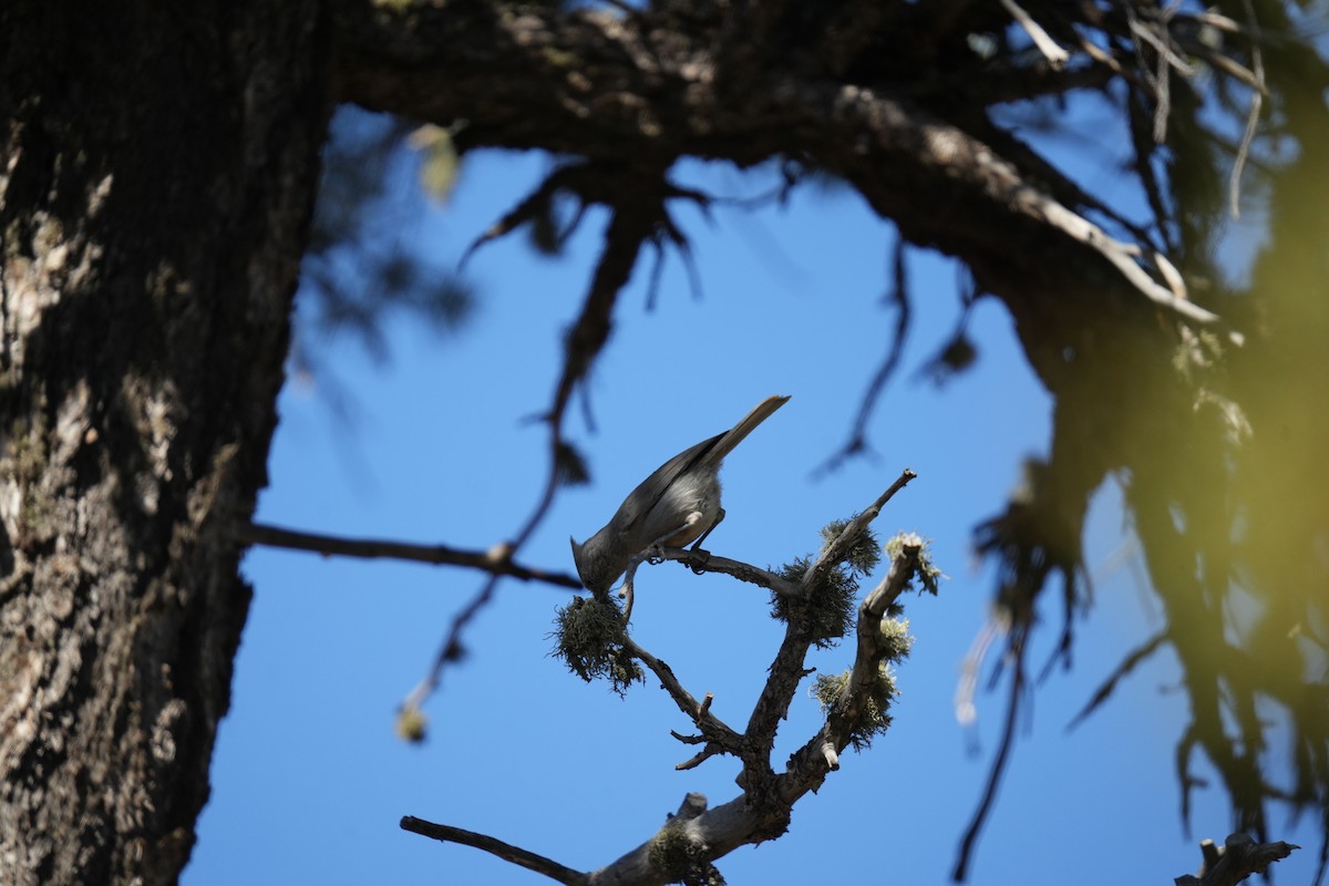 Juniper Titmouse - Christophe Rouleau-Desrochers