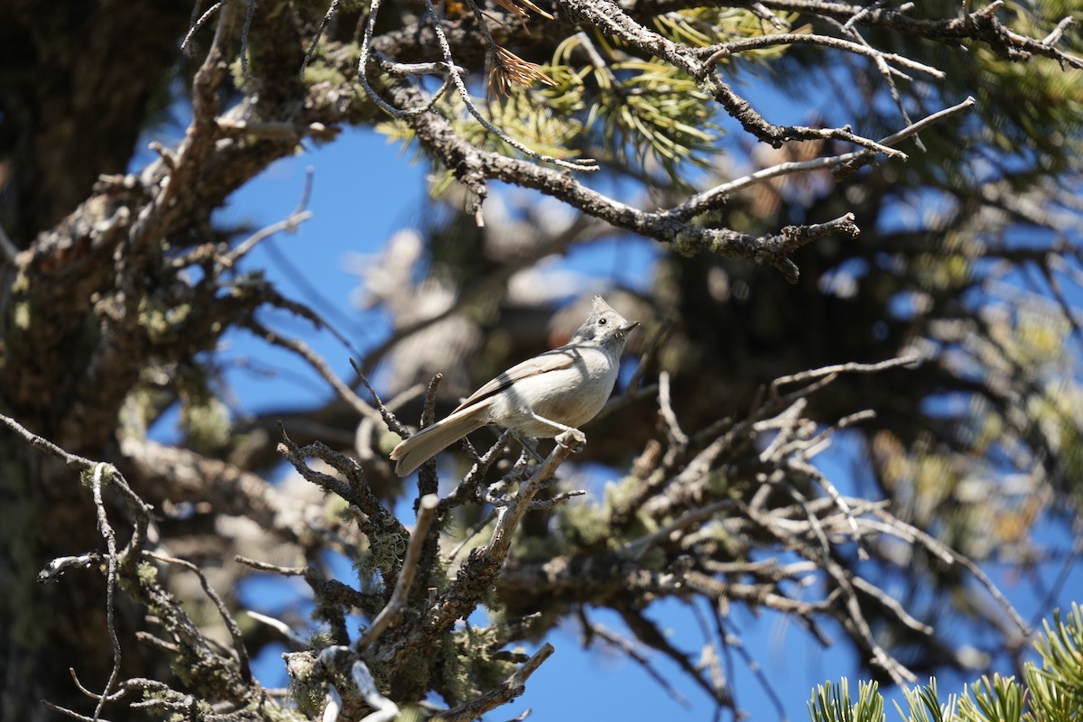 Juniper Titmouse - Christophe Rouleau-Desrochers