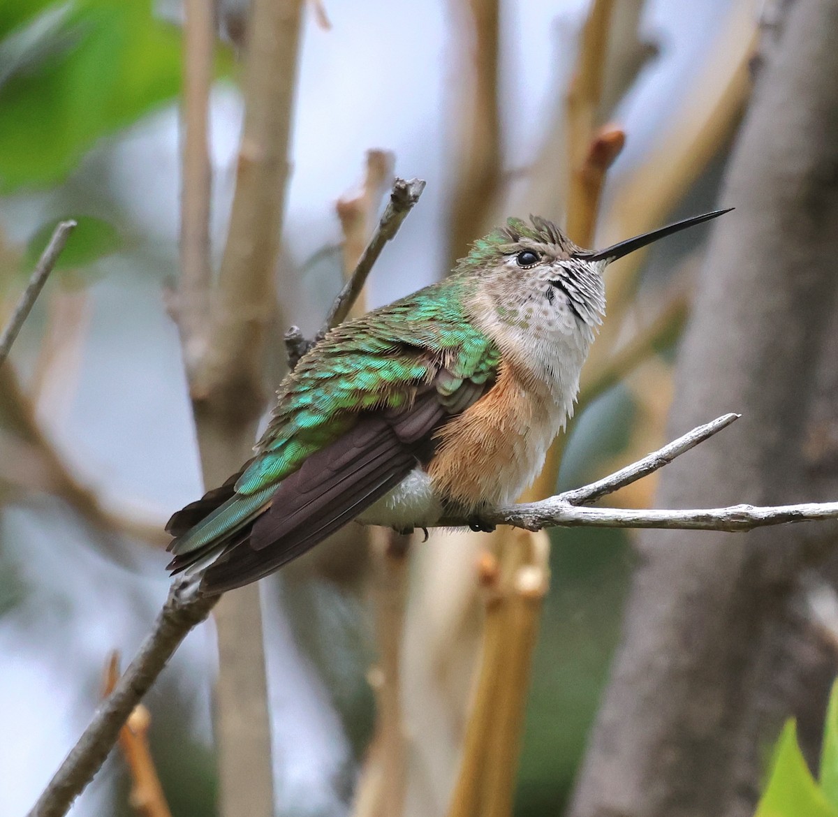 Broad-tailed Hummingbird - ML619318569