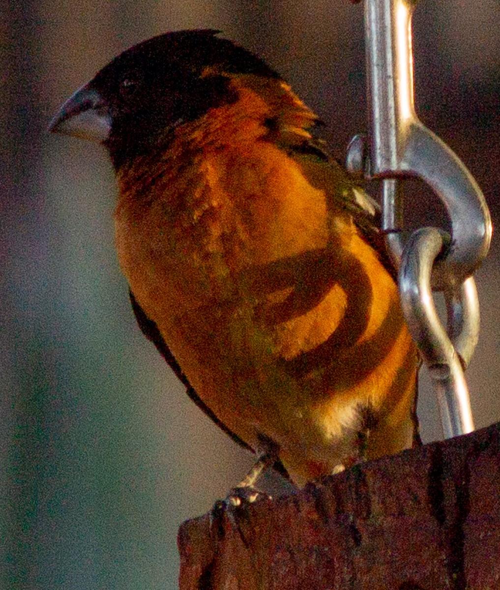 Black-headed Grosbeak - Brandon Woo