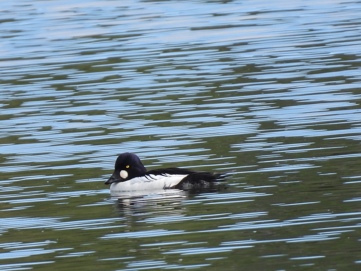 Common Goldeneye - ML619318585