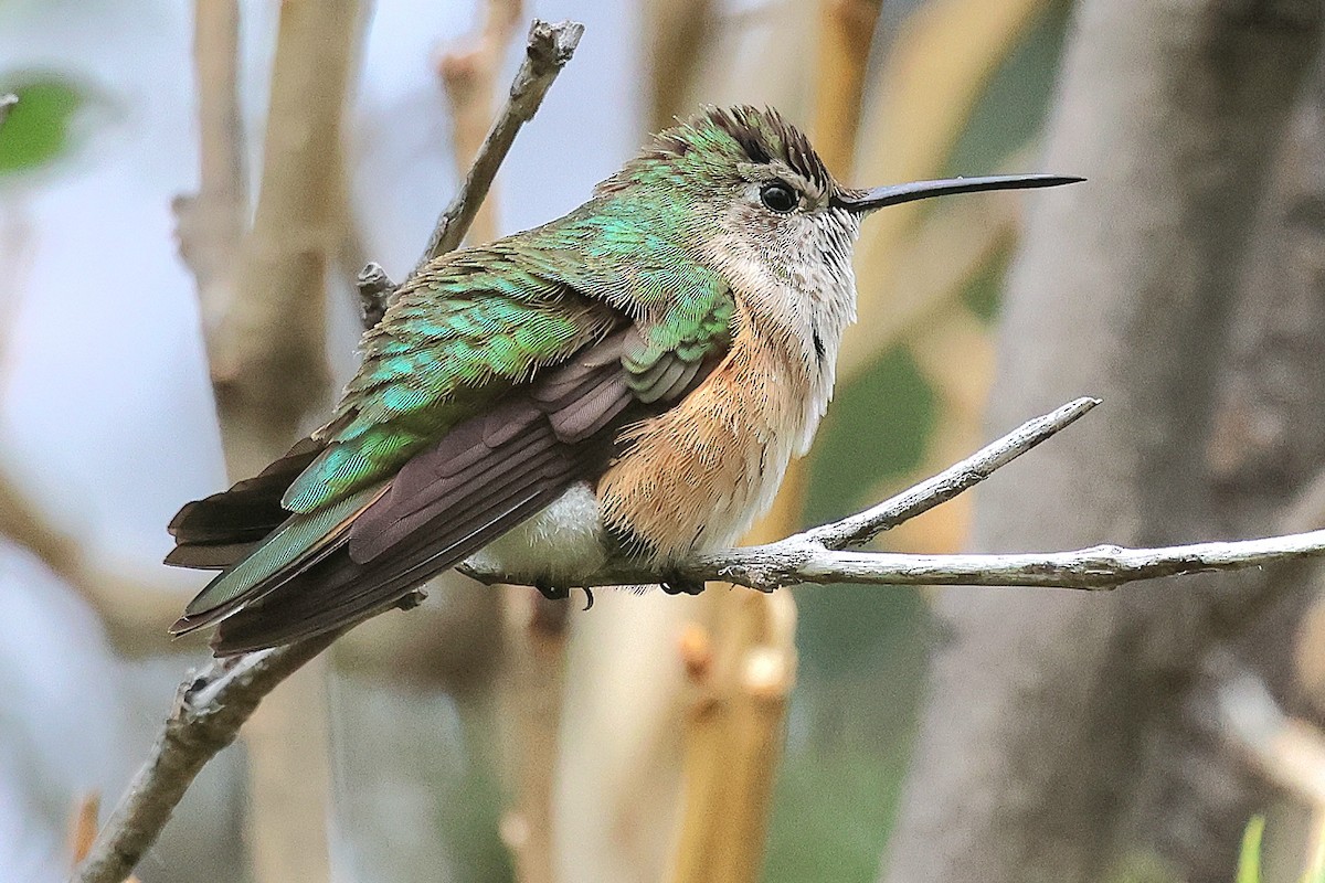 Broad-tailed Hummingbird - ML619318595