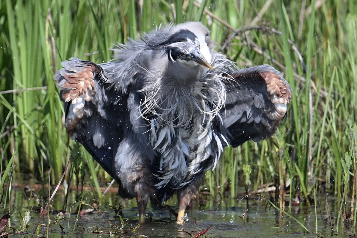 Great Blue Heron - ML619318596