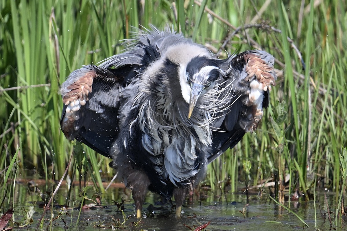 Great Blue Heron - ML619318597