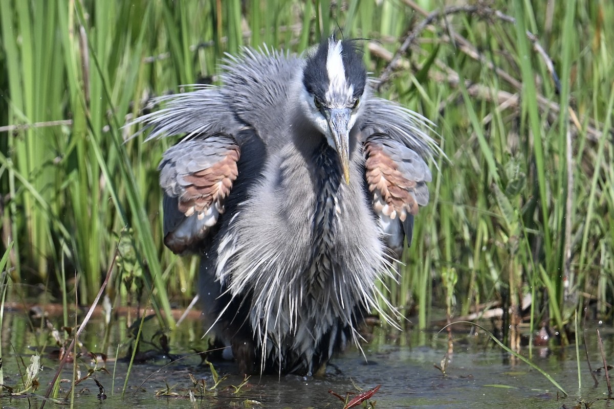 Great Blue Heron - ML619318598