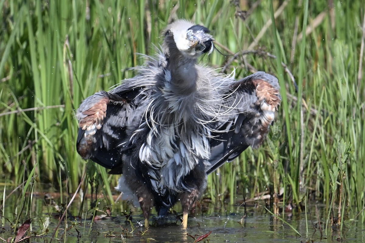 Great Blue Heron - ML619318599