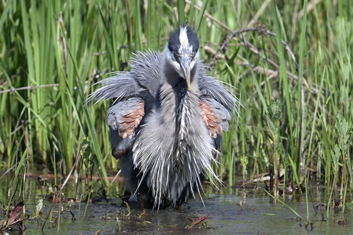 Great Blue Heron - ML619318601