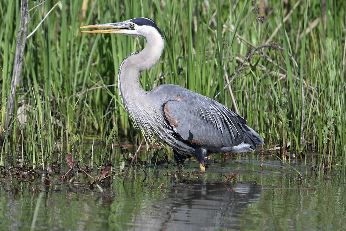 Great Blue Heron - ML619318602