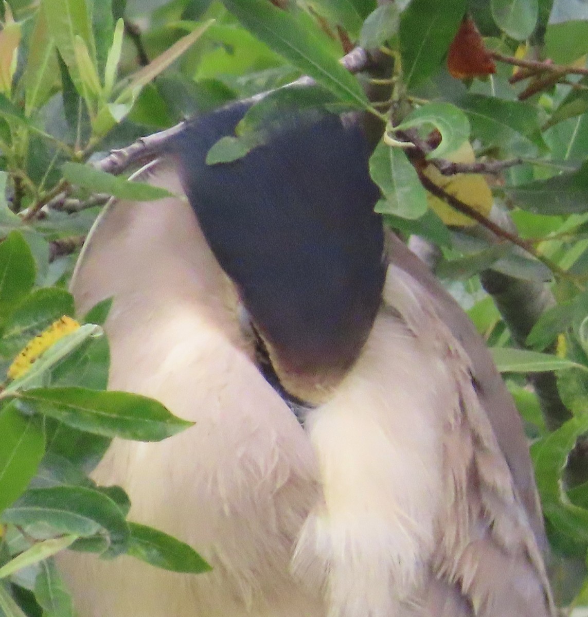 Black-crowned Night Heron - The Spotting Twohees