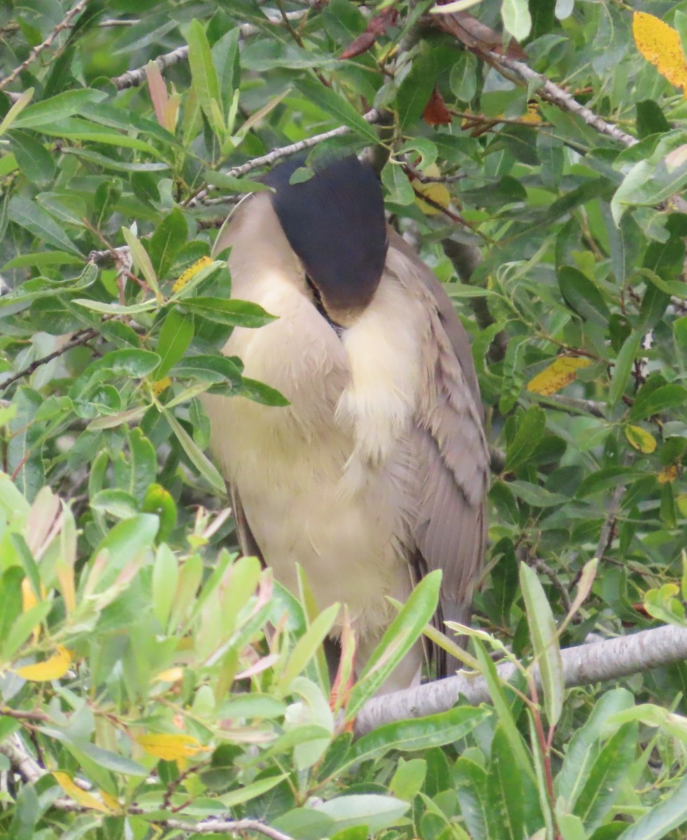 Black-crowned Night Heron - The Spotting Twohees