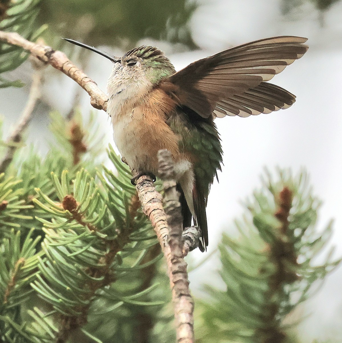 Broad-tailed Hummingbird - ML619318617