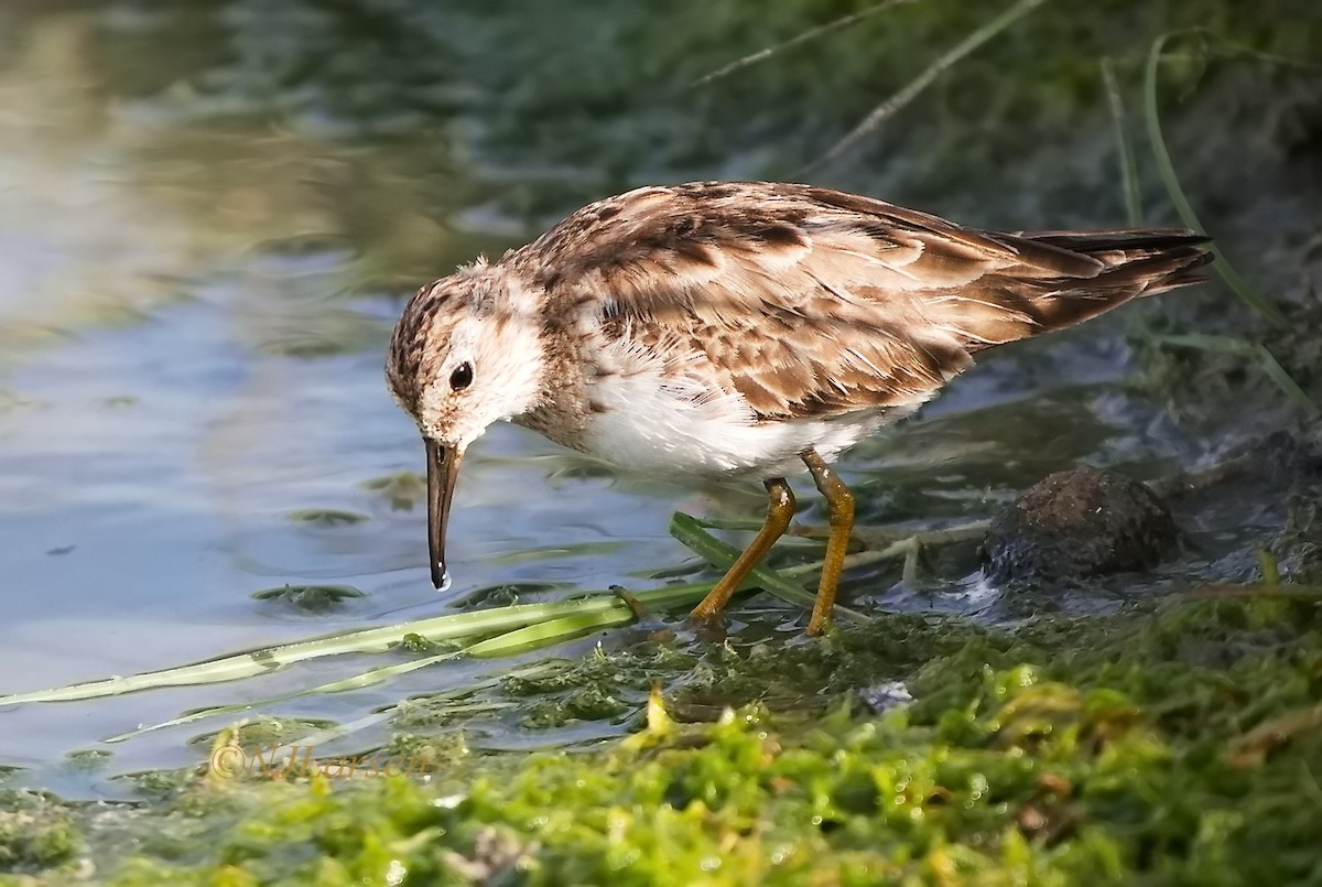 Least Sandpiper - ML619318632