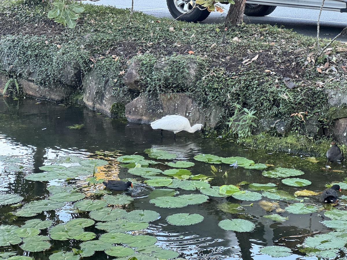 Royal Spoonbill - Anonymous