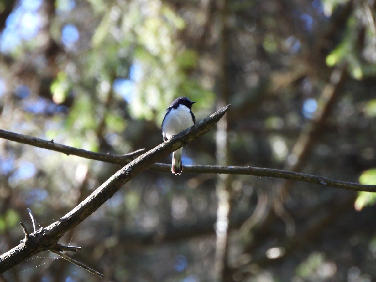 Black-throated Blue Warbler - Ezra McIlvain