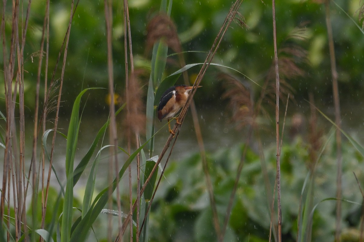 Least Bittern - Jessica Coss