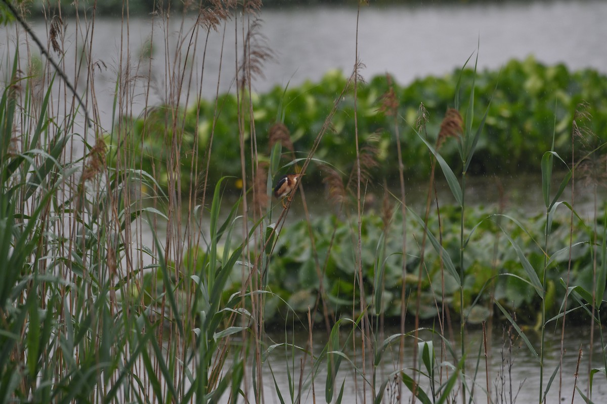 Least Bittern - Jessica Coss