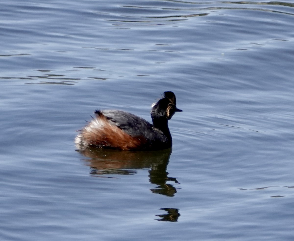 Eared Grebe - ML619318681