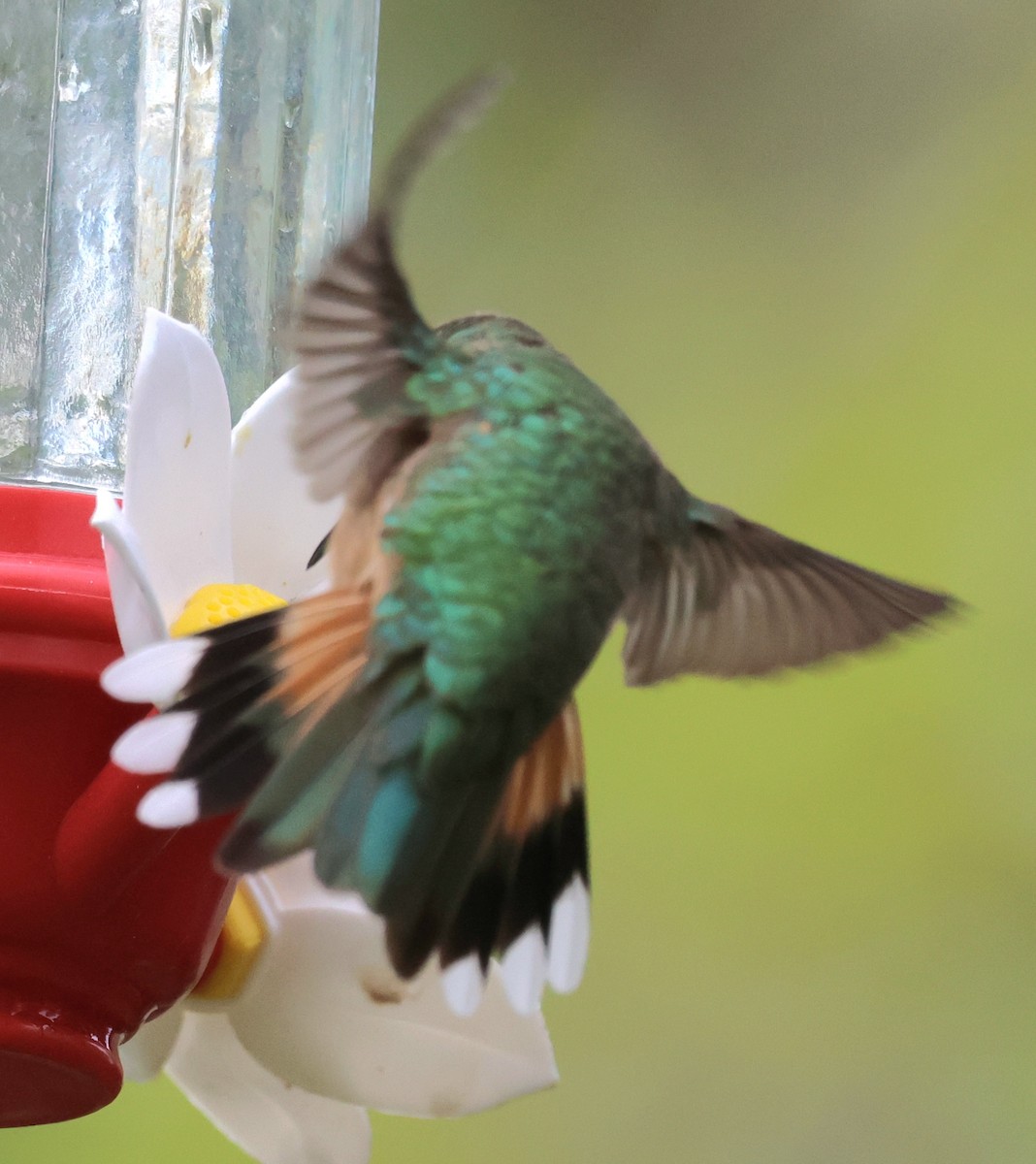 Broad-tailed Hummingbird - ML619318690