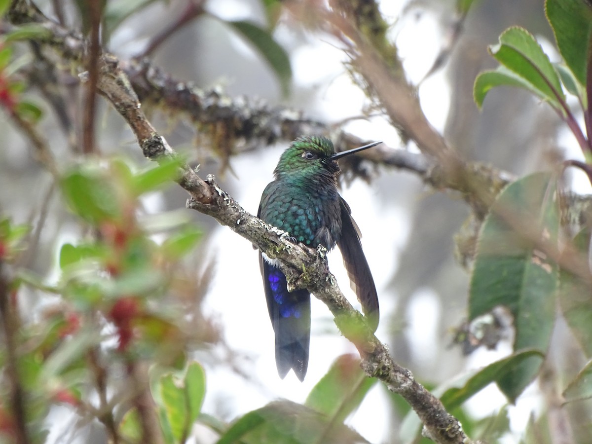 Glowing Puffleg - Daniel Pérez Peña