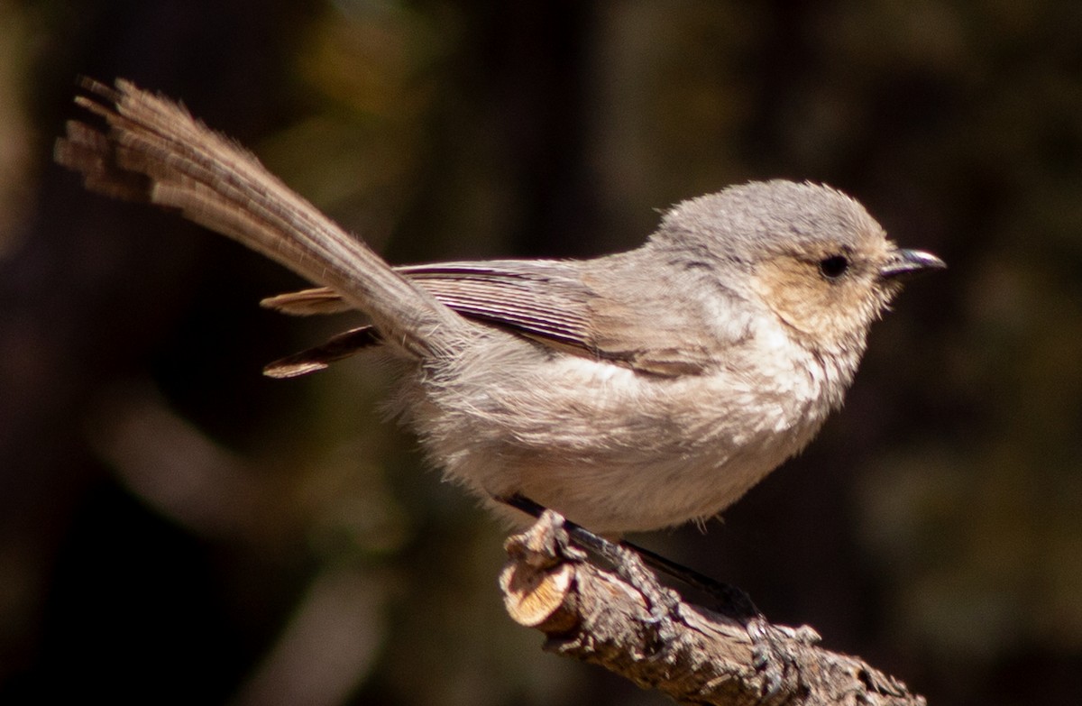 Bushtit (Interior) - ML619318696