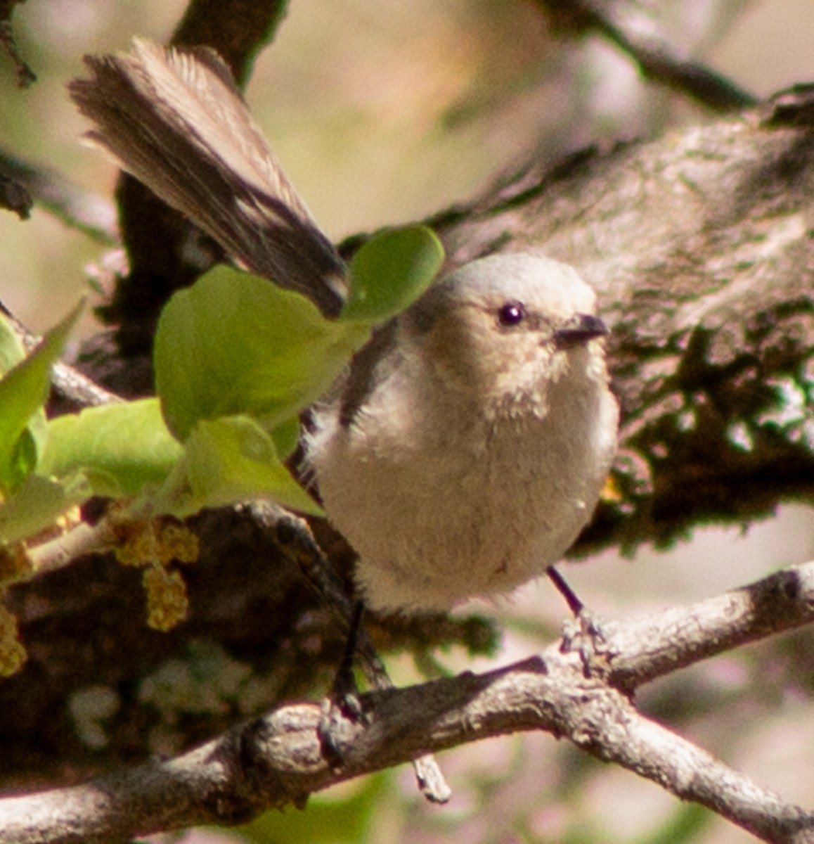 Bushtit (Interior) - ML619318698