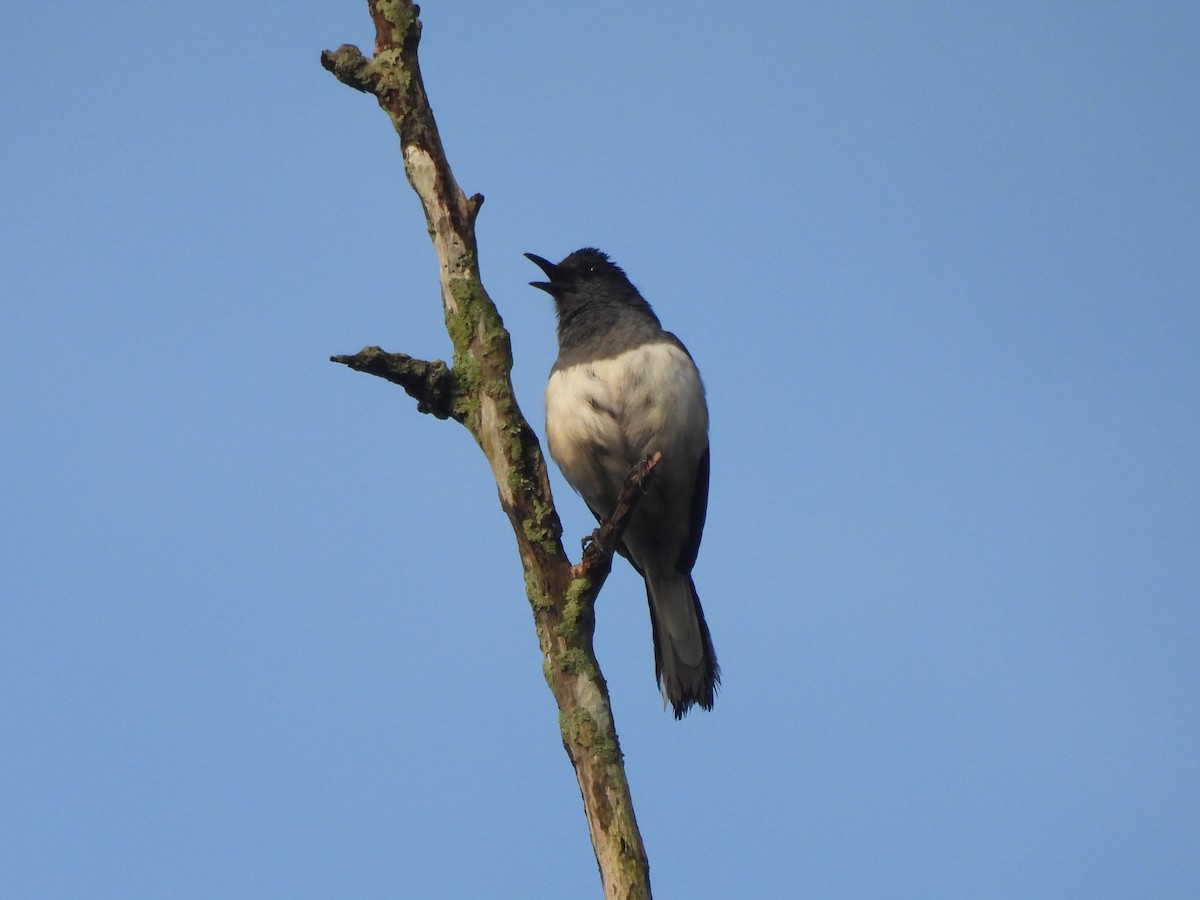 Oriental Magpie-Robin - Tuck Hong Tang