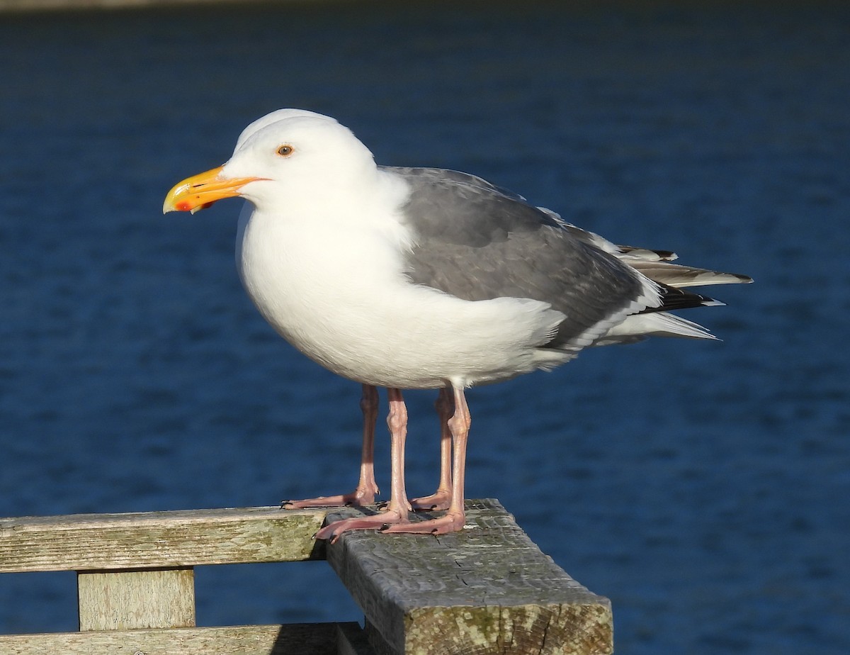 Western Gull - Ron Youngs