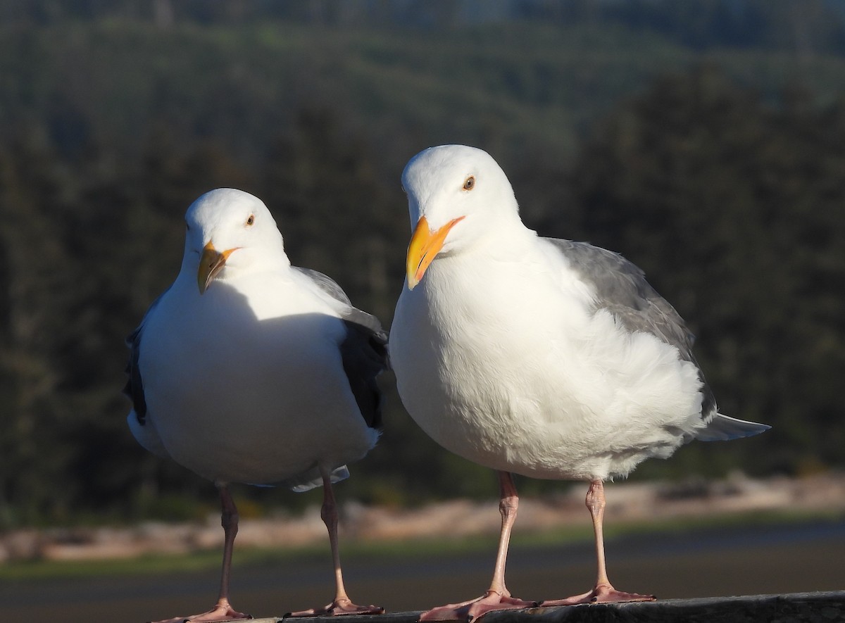 Western Gull - Ron Youngs