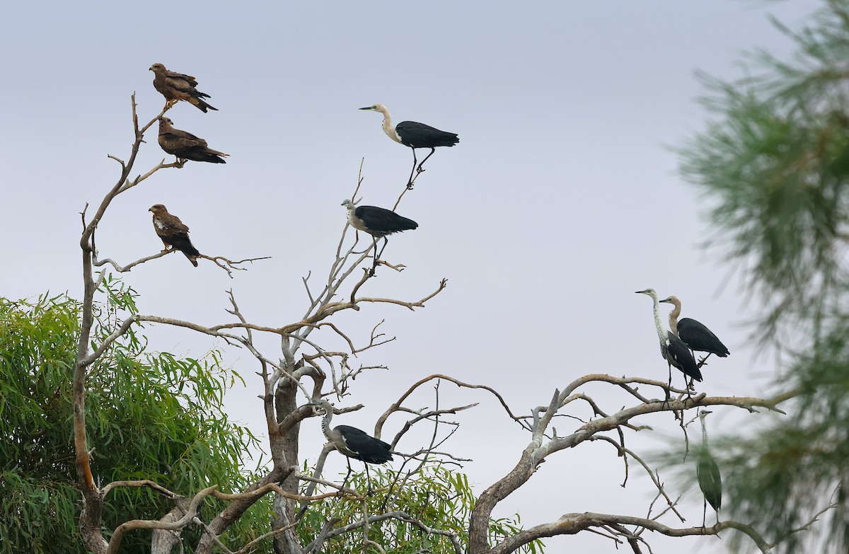 Garza Cuelliblanca - ML619318716