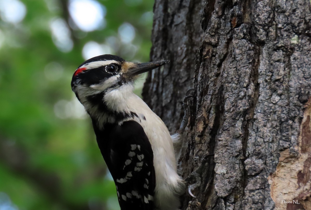 Hairy Woodpecker - Nathalie L. COHL 🕊