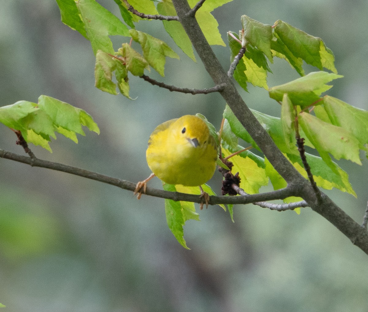 Yellow Warbler - Paul  McPartland