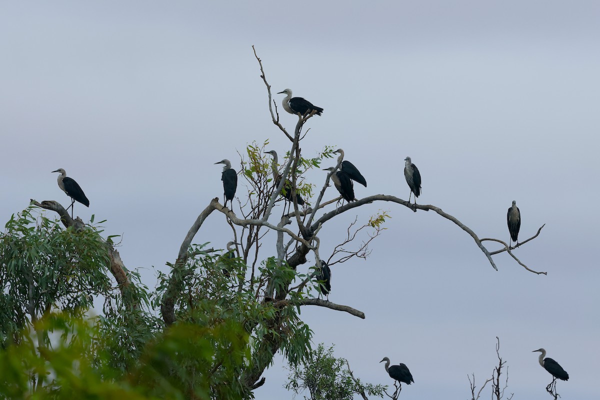 Garza Cuelliblanca - ML619318741