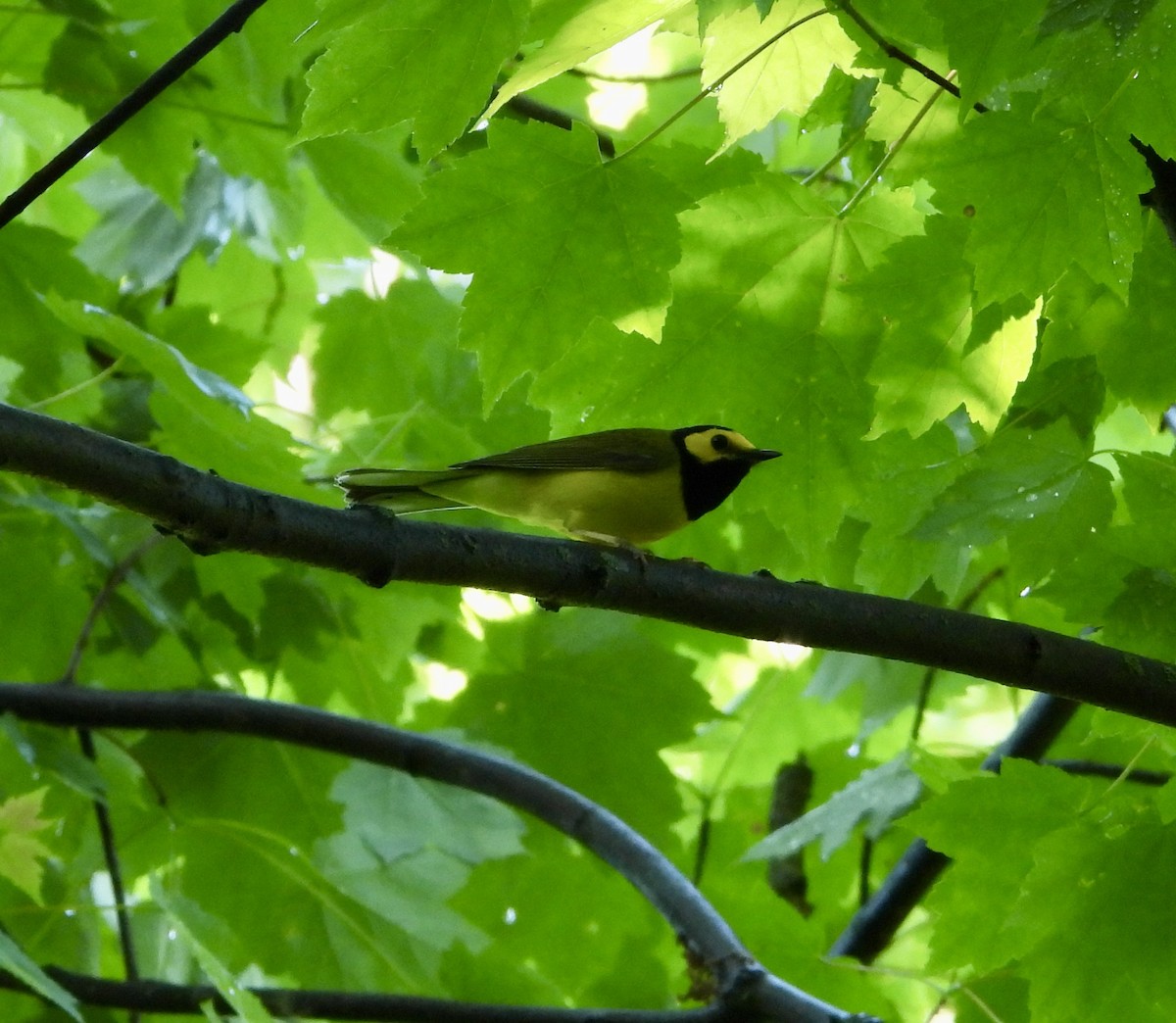 Hooded Warbler - ML619318742