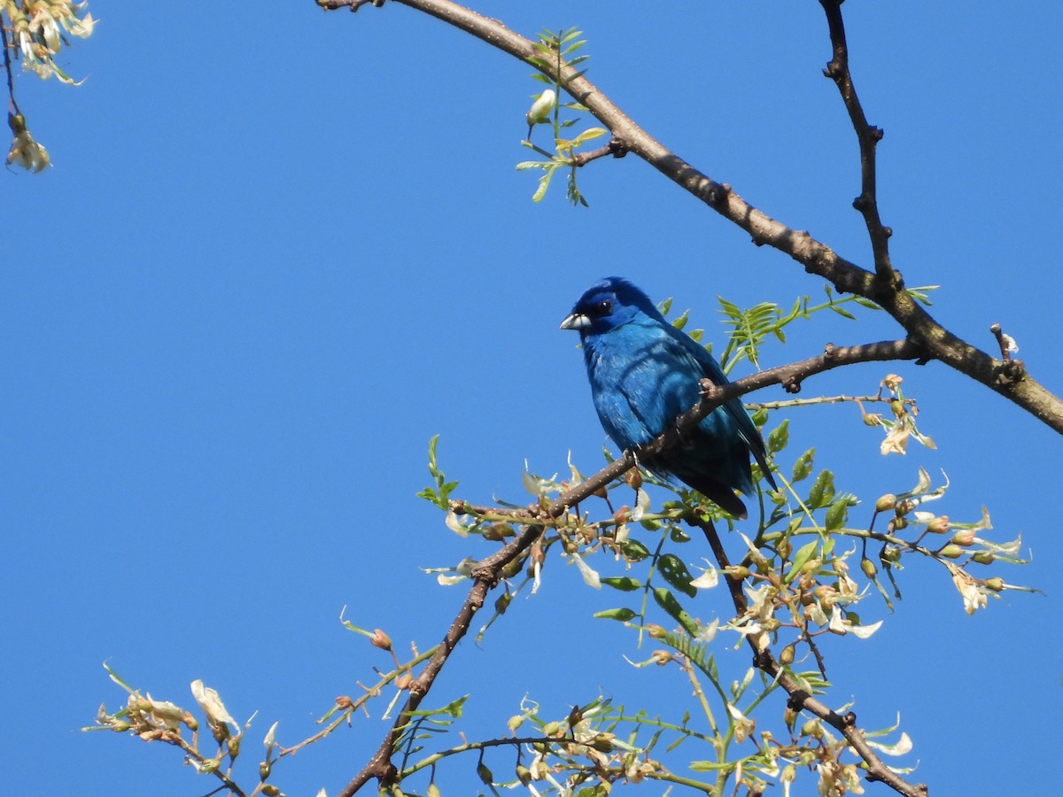 Indigo Bunting - Kisa Weeman