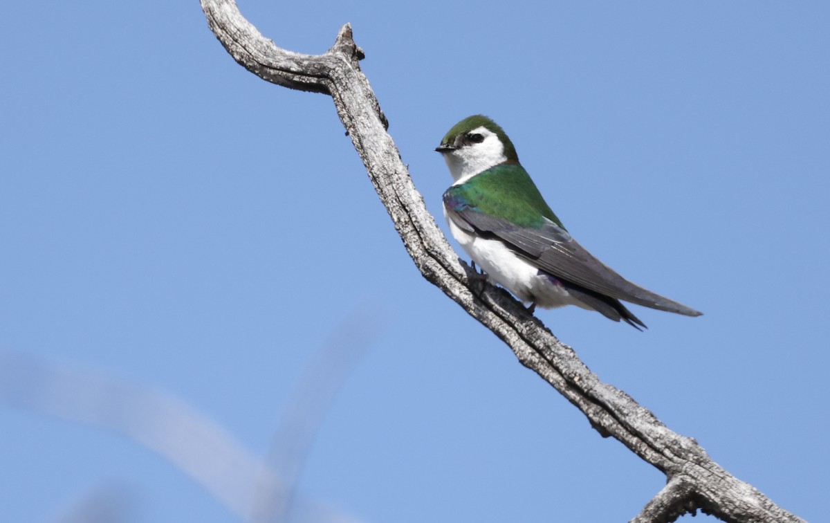 Violet-green Swallow - Patricia Barry