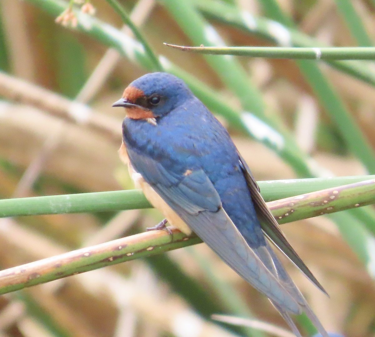Barn Swallow - The Spotting Twohees