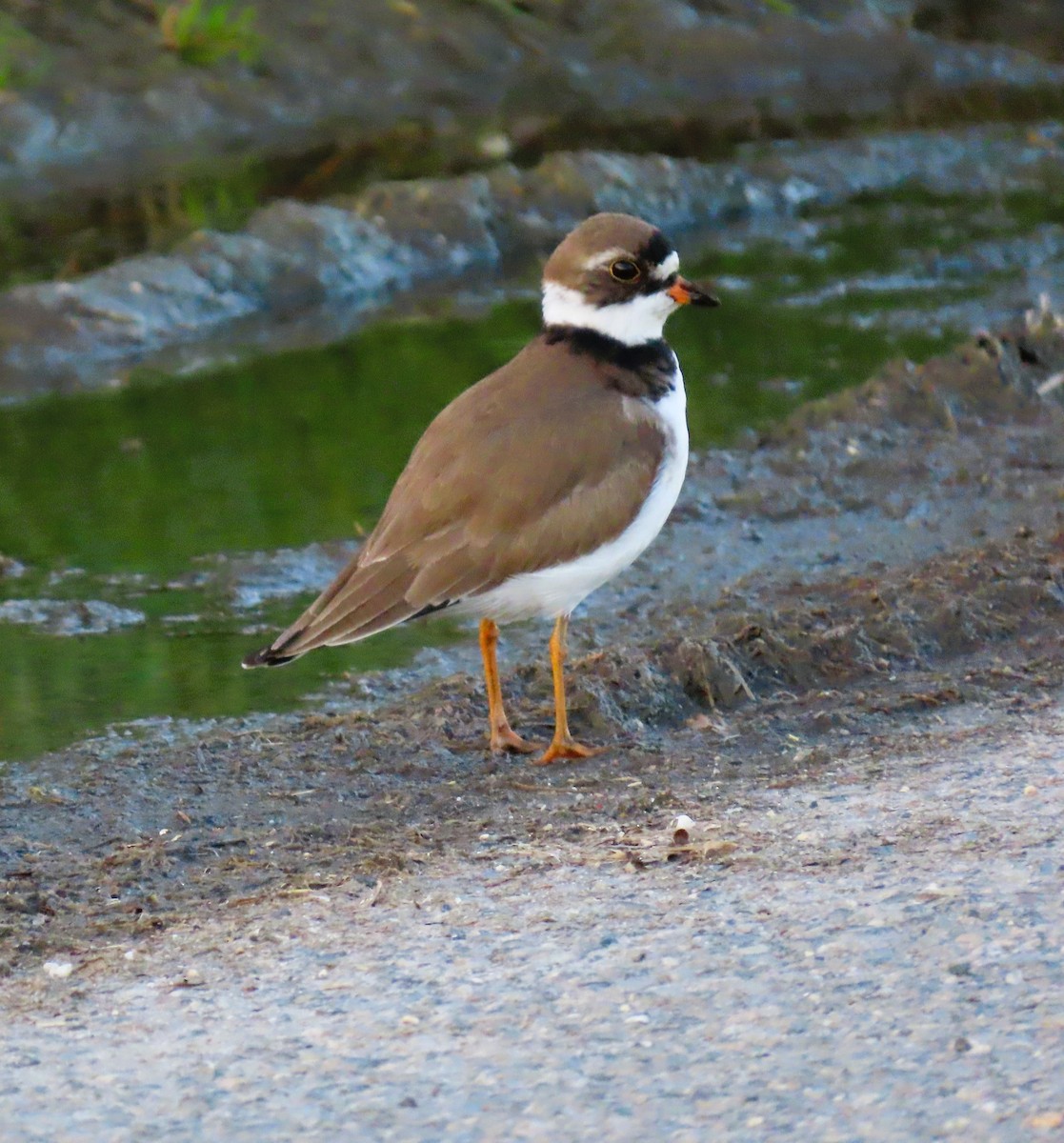 Semipalmated Plover - ML619318783