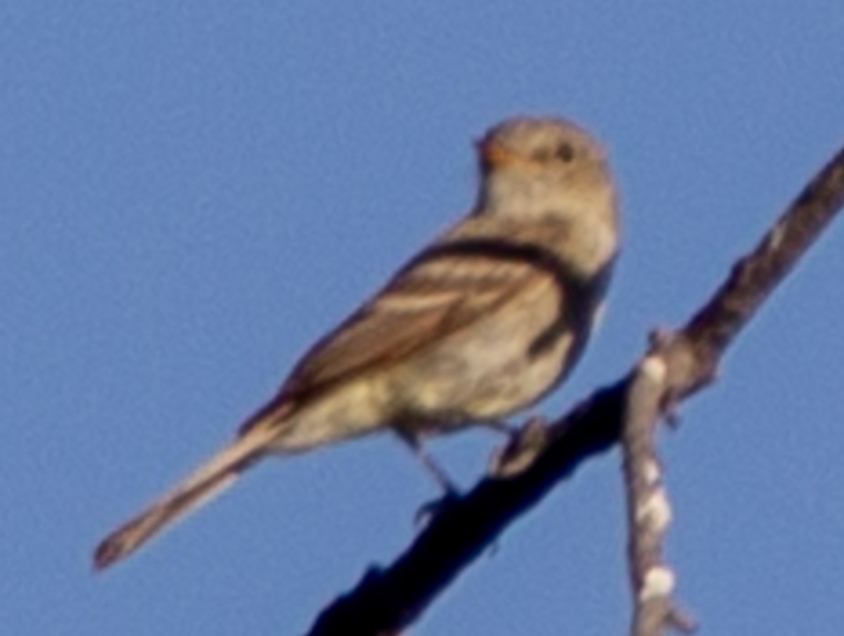 Gray Flycatcher - ML619318784