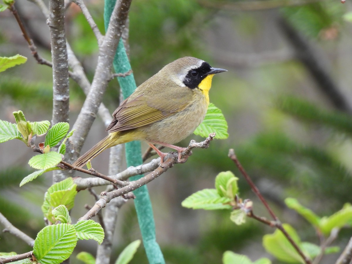 Common Yellowthroat - Rhonda Langelaan