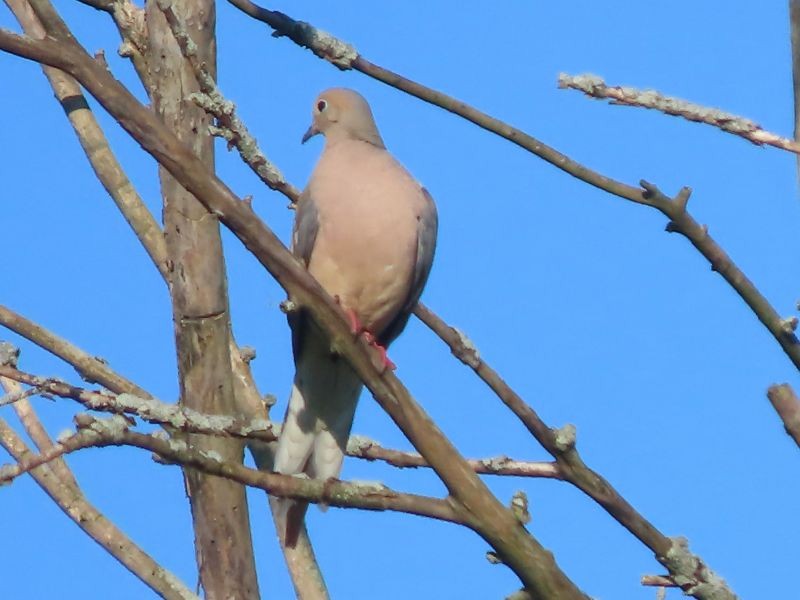 Mourning Dove - Tracy The Birder