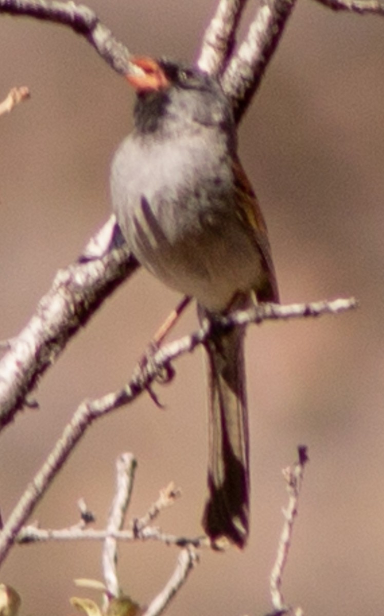 Black-chinned Sparrow - ML619318825