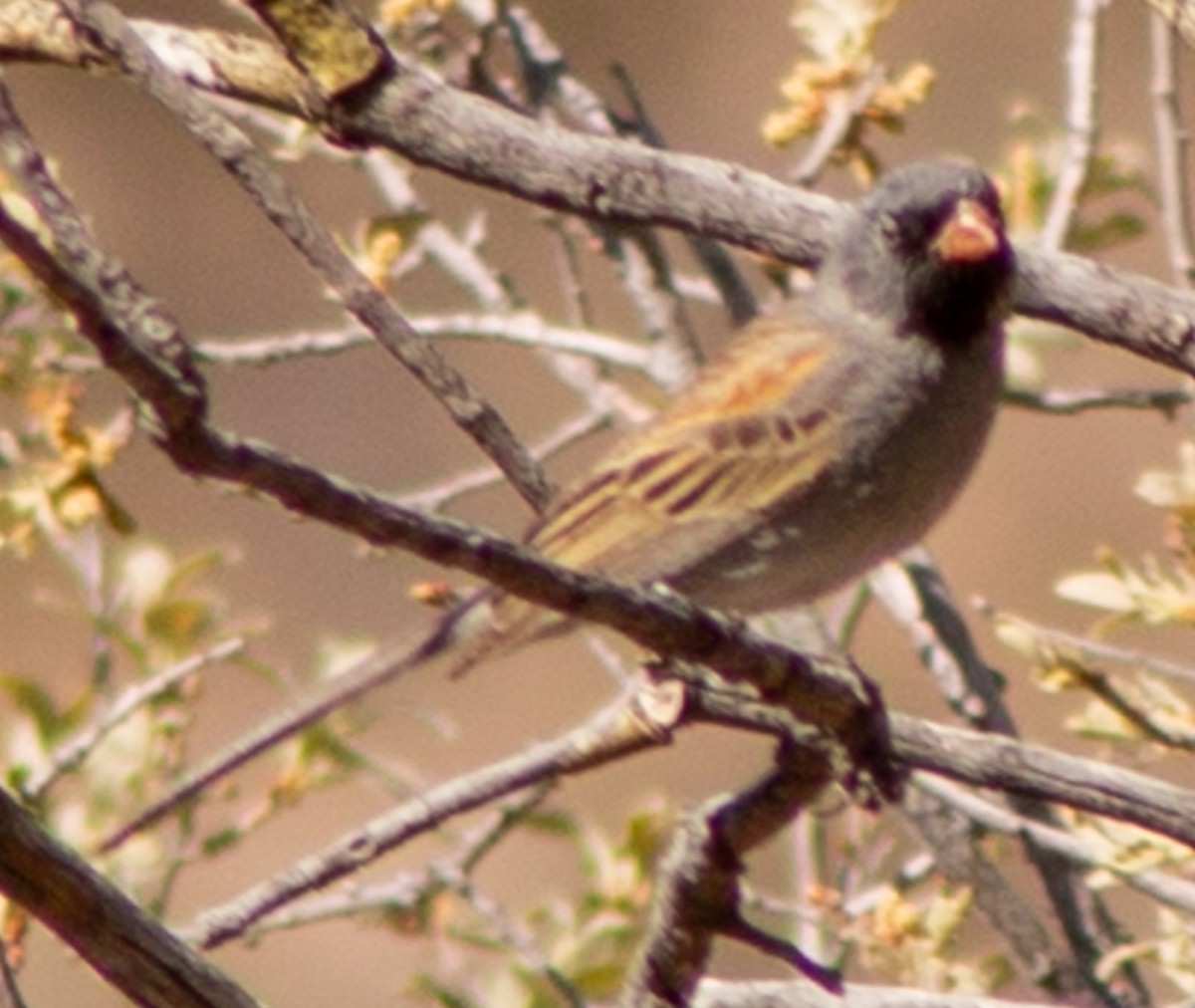 Black-chinned Sparrow - ML619318826