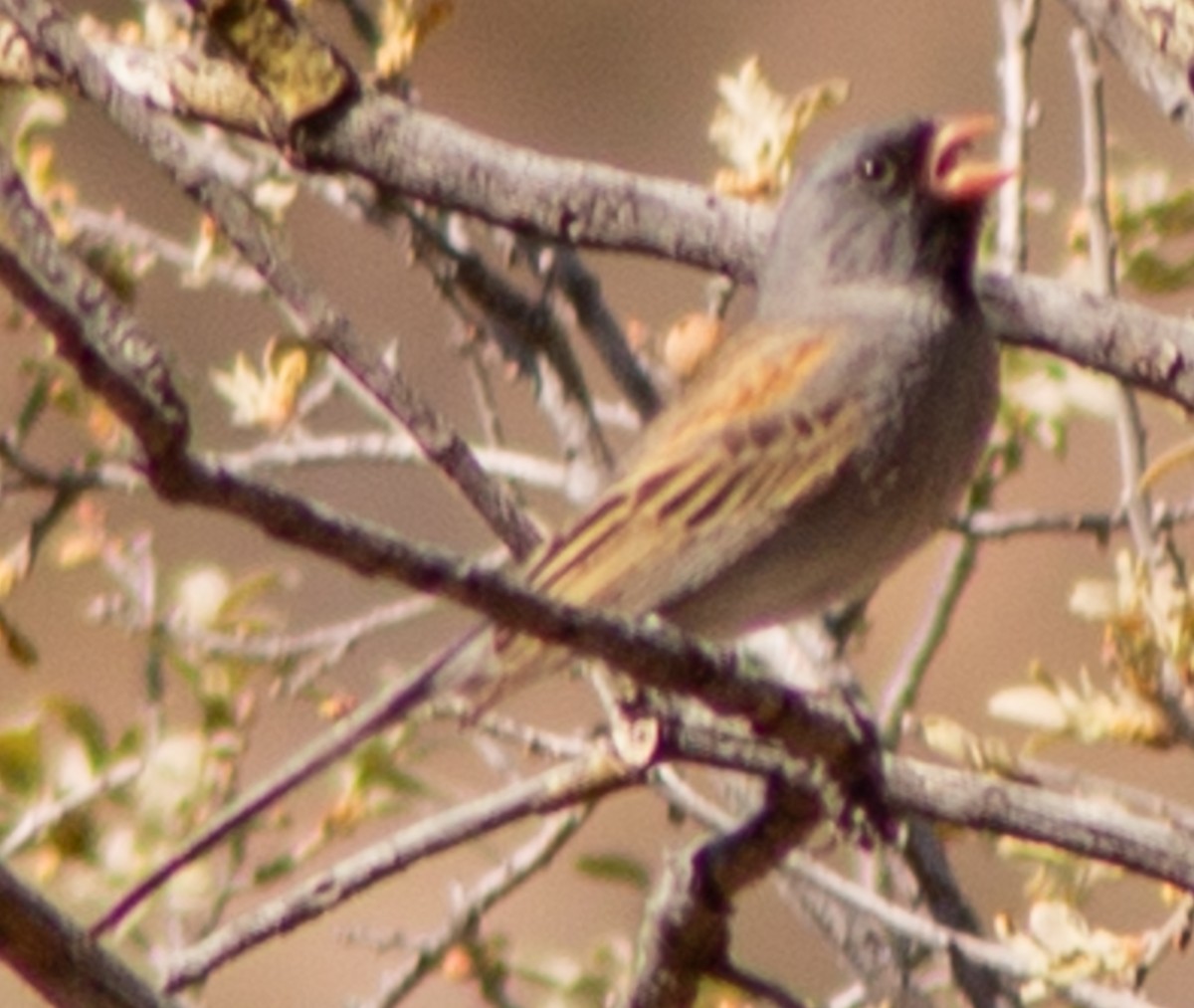 Black-chinned Sparrow - Brandon Woo