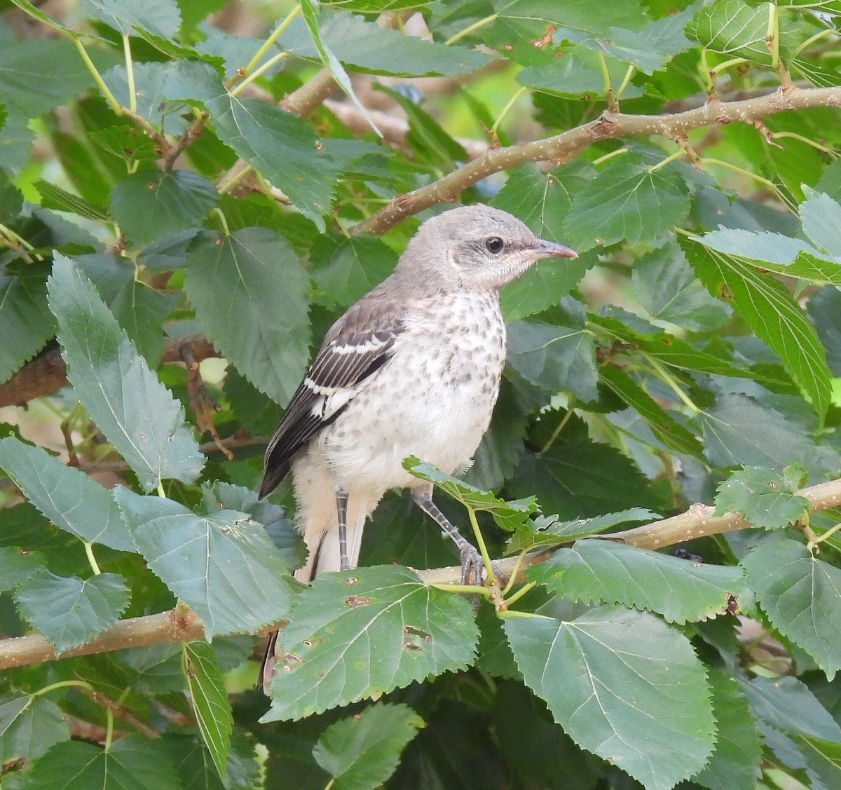 Northern Mockingbird - Shelia Hargis