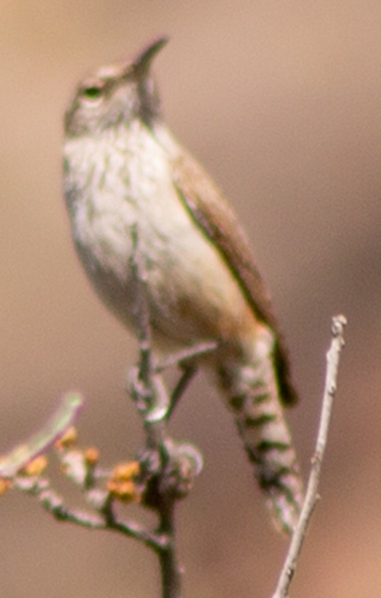 Rock Wren - ML619318831