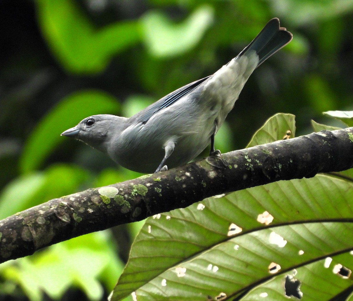 Sayaca Tanager - Albeiro Erazo Farfán